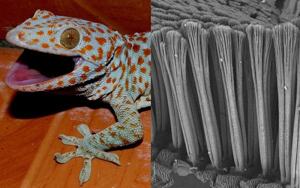 Bí[-]kíp[-]kỳ[-]diệu[-]khiến[-]động[-]vật[-]trở[-]thành[-]"X-men"[-]9